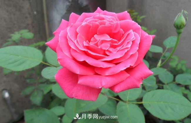 月季花葉子發(fā)黃怎么辦？種植前景如何？(圖4)