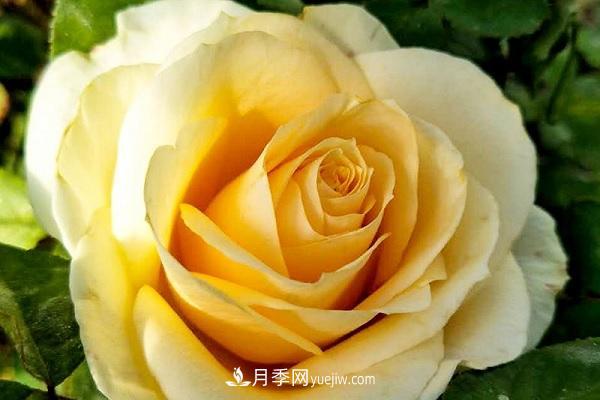 蜜桃雪山月季優(yōu)缺點(diǎn)有哪些？新手可以養嗎？(圖1)