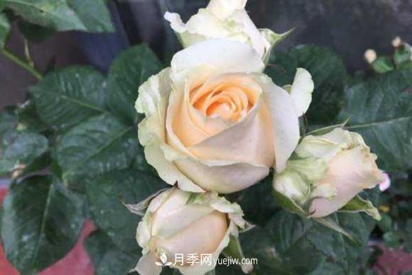 蜜桃雪山月季優(yōu)缺點(diǎn)有哪些？新手可以養嗎？(圖2)