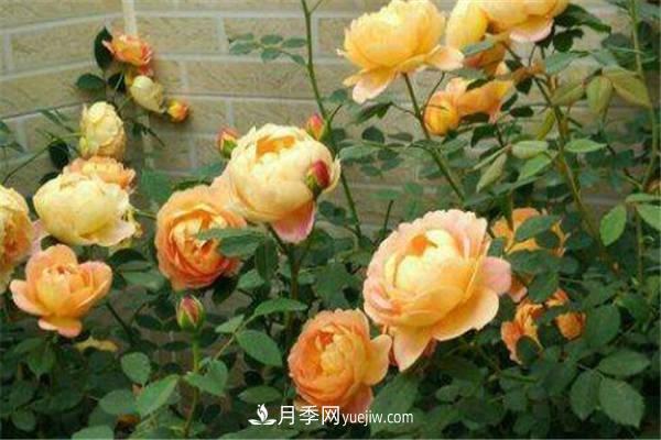 王妃月季一年開(kāi)幾次 如何養護(圖1)