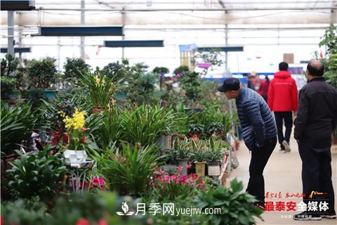 天寒花“艷” 泰安泰山區苗木花卉上市裝扮正當時(shí)(圖4)