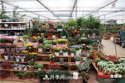 天寒花“艷” 泰安泰山區苗木花卉上市裝扮正當時(shí)(圖3)