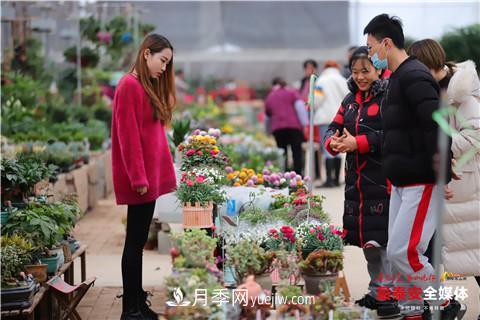 天寒花“艷” 泰安泰山區苗木花卉上市裝扮正當時(shí)(圖1)