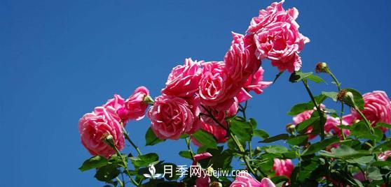 嫁接成功后的盆栽樹(shù)狀月季如何澆水？(圖1)