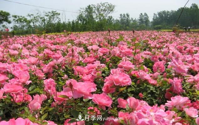 月季花是大家都知道的一種花卉的統稱(chēng)，什么叫豐花月季？(圖1)