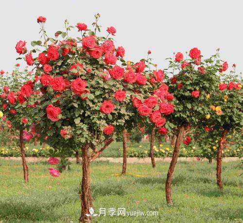 流膠病是月季生產(chǎn)中的常見(jiàn)病和多發(fā)病，它的癥狀是什么？(圖1)