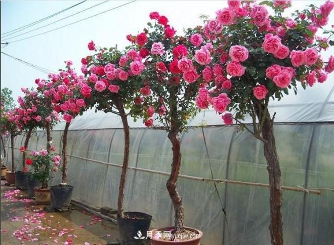 在冬天的時(shí)候種植的樹(shù)狀月季怕不怕冷？(圖1)