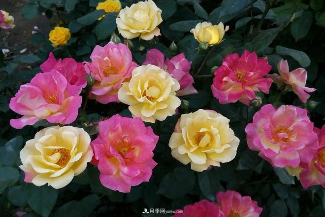 樹(shù)狀月季老化怎么辦？南陽(yáng)月季繁育基地幫你解答(圖1)