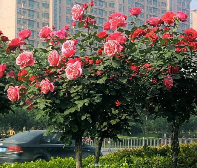 樹(shù)狀月季都有哪些的我們不知道的養護小技巧？(圖1)