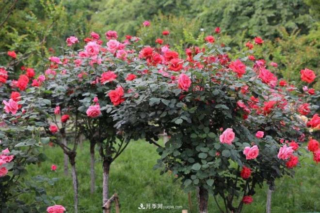 怎樣讓樹(shù)狀月季快速康復強健你知道么？(圖1)