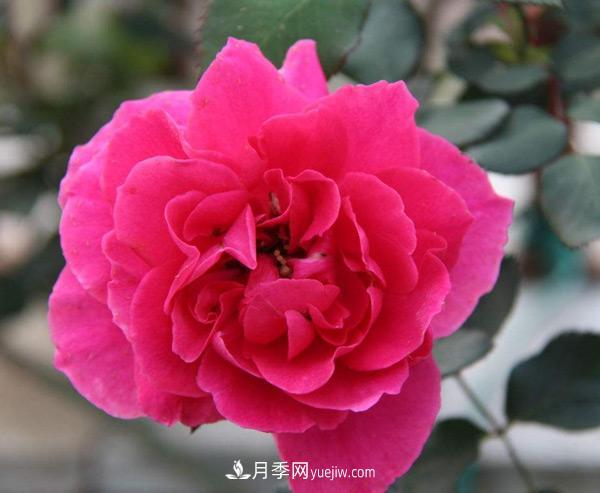 南陽(yáng)樹(shù)狀月季批發(fā)告訴你一些植物成長(cháng)的小常識！(圖1)