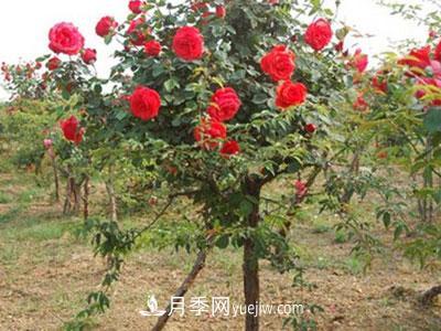 樹(shù)狀月季這兩個(gè)地方的芽是必須要抹掉的，你知道嗎？(圖1)