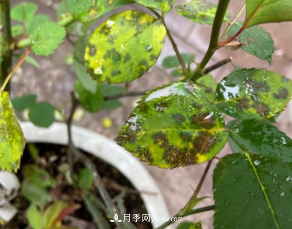 月季害怕的病蟲(chóng)害有什么癥狀，你知道嗎？(圖1)