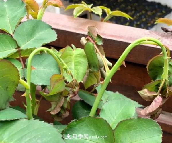 月季害怕的病蟲(chóng)害有什么癥狀，你知道嗎？(圖2)