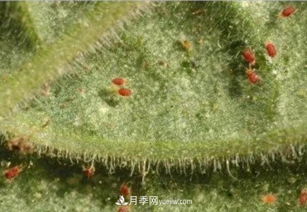 月季害怕的病蟲(chóng)害有什么癥狀，你知道嗎？(圖4)