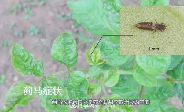 月季害怕的病蟲(chóng)害有什么癥狀，你知道嗎？(圖5)