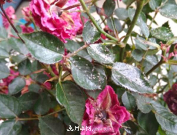 月季害怕的病蟲(chóng)害有什么癥狀，你知道嗎？(圖6)