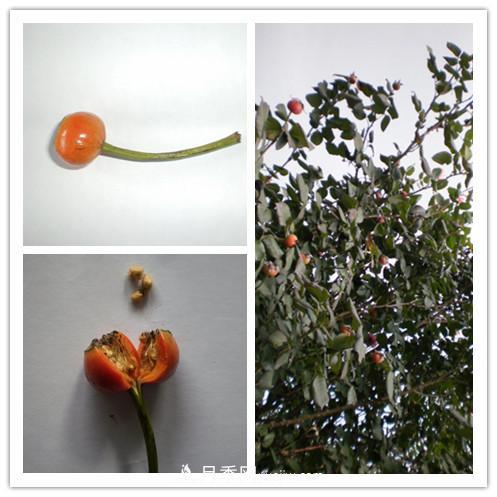 月季花籽能種嗎？月季花種子怎樣催芽？(圖1)