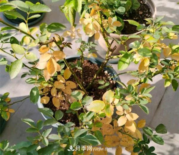 月季從底部開(kāi)始爛根和黃葉是什么原因？(圖1)