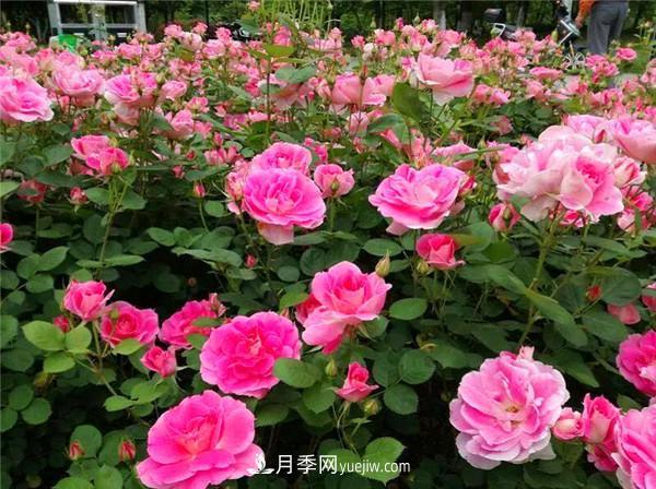 薔薇的盆栽種植技巧及種植技術(shù)全面分享，包含月季(圖1)