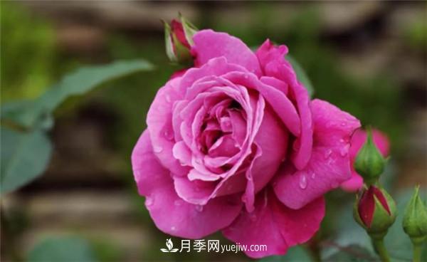薔薇的盆栽種植技巧及種植技術(shù)全面分享，包含月季(圖2)