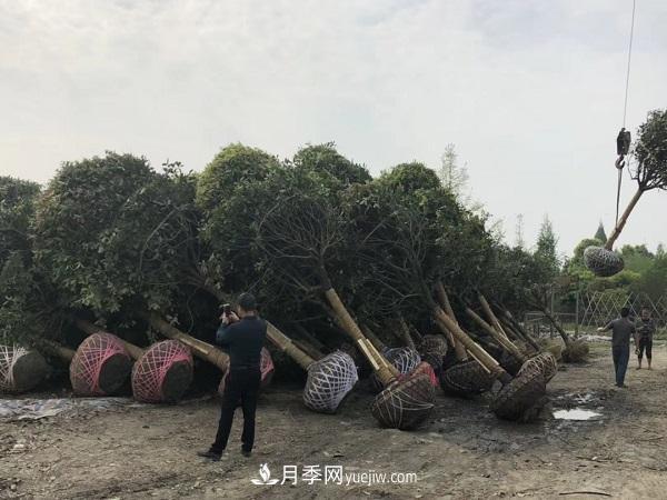 南陽(yáng)桂花基地，桂花移植的***佳時(shí)機是什么時(shí)候(圖2)