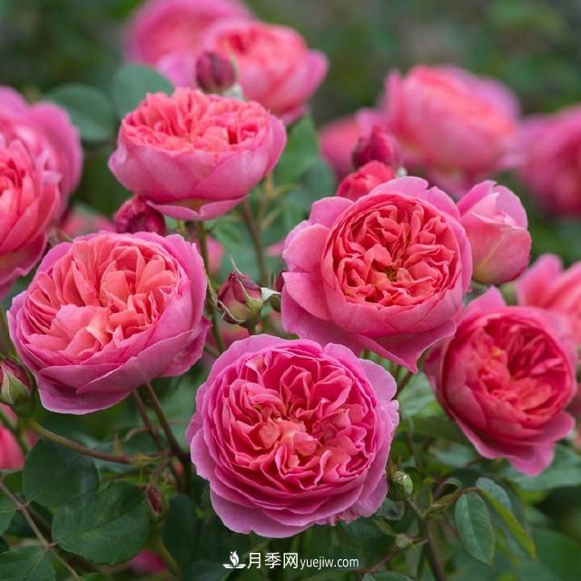 熱銷(xiāo)的8種灌木月季品種，沒(méi)養的都后悔了(圖1)