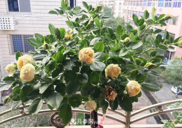 棒棒糖月季樹(shù)你見(jiàn)過(guò)沒(méi)，“口味”眾多，顏值高得過(guò)分(圖2)