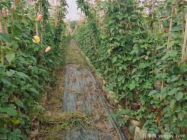 南陽(yáng)藤本月季基地，1.5-2米爬藤月季出售量大(圖3)