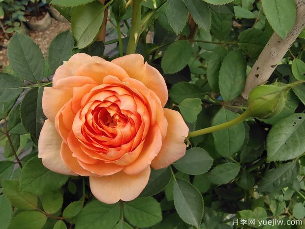 歐月濃香藤本月季，夏洛特夫人月季批發(fā)(圖1)