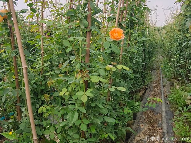 歐月濃香藤本月季，夏洛特夫人月季批發(fā)(圖3)