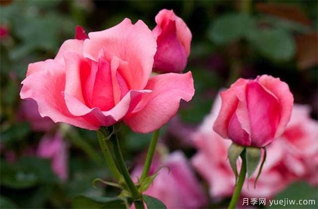 一般盆栽月季花卉什么時(shí)間修剪好？(圖1)