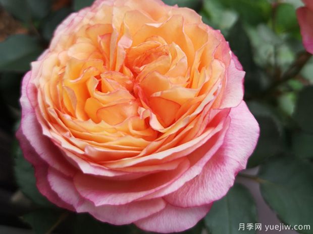 大花美人月季/彩虹陽(yáng)臺月季(圖1)