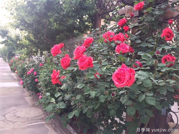 月季黑斑病的癥狀和預防治療藥物(圖1)