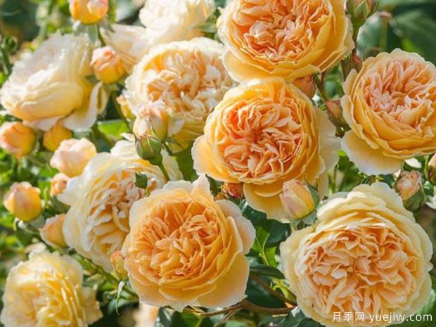***受歡迎的24種月季花，長(cháng)得快開(kāi)花多(圖4)