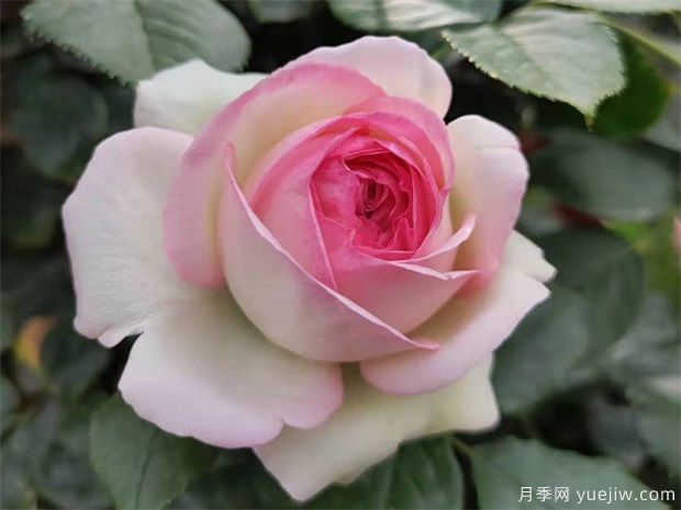秋天月季養護小知識，秋季修剪和澆水與病蟲(chóng)害防治(圖1)