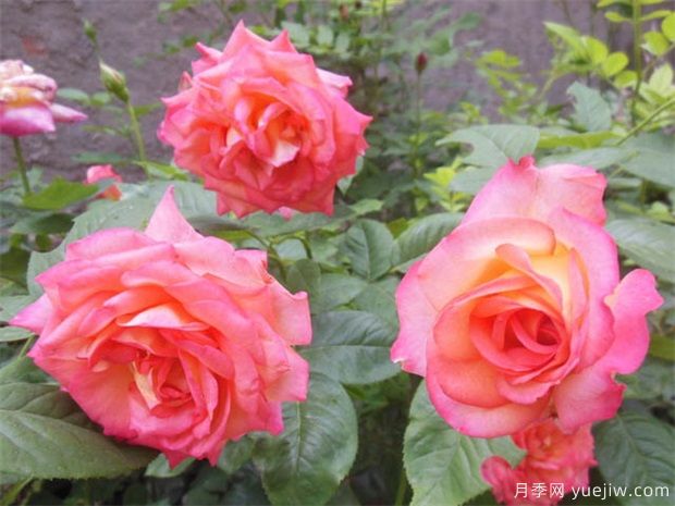 月季花苗養多久可以開(kāi)花？月季花苗養植方法(圖2)