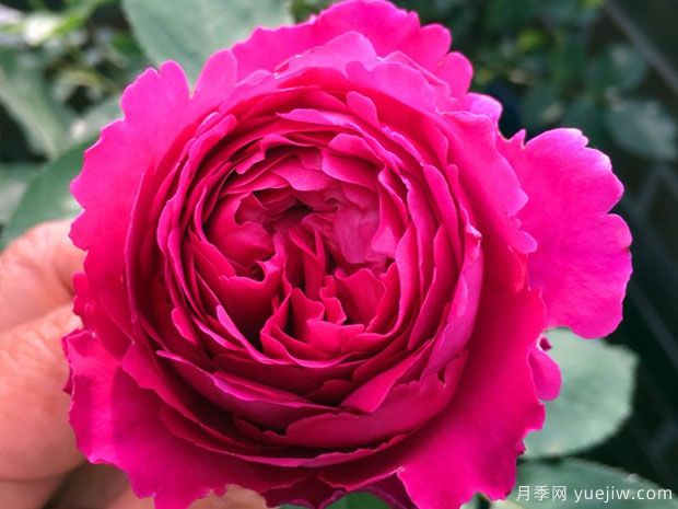 芳香花園月季的優(yōu)缺點(diǎn)是什么？(圖1)