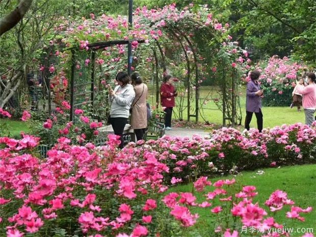 藤本月季多久能爬墻，如何才能讓月季花爬滿(mǎn)墻呢(圖1)