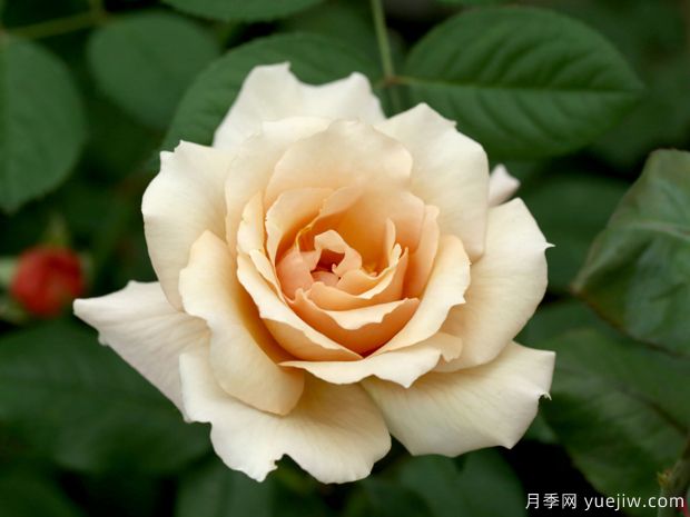 朱莉婭玫瑰月季的優(yōu)缺點(diǎn)是什么？(圖1)