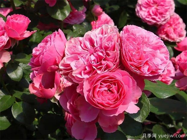 粉色的藤本月季花海，你想擁有嗎(圖3)