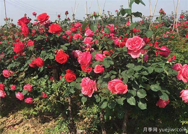 滿(mǎn)足標準的喬木灌木工程苗，讓你賺錢(qián)賺到手軟(圖1)