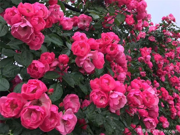 綠籬，讓你的花園與眾不同！(圖1)