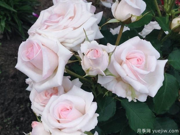 蝴蝶之吻月季的優(yōu)缺點(diǎn)是什么？(圖1)
