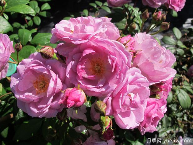 丁香花束月季的優(yōu)缺點(diǎn)是什么？(圖1)