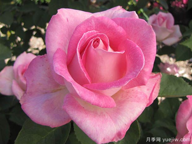 粉色慶典月季的優(yōu)缺點(diǎn)是什么？(圖1)