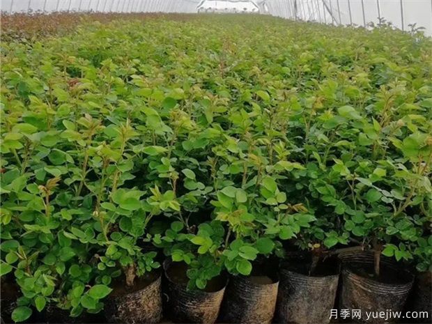 月季秋天能移栽嗎？勤花月季小苗怎么養護？(圖1)