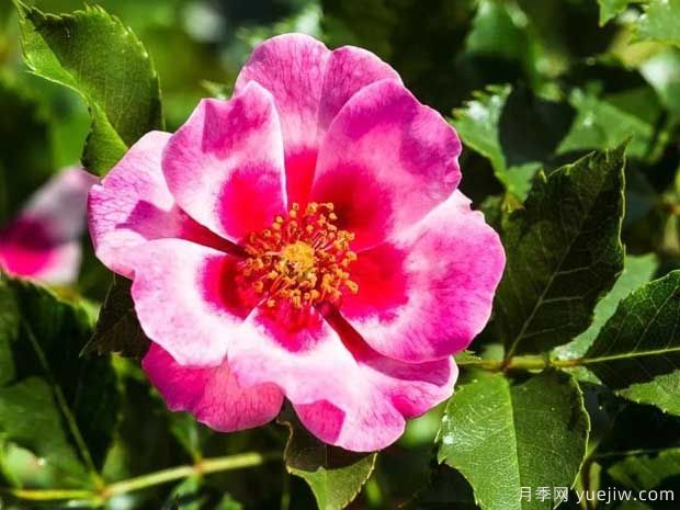 皇后巴比倫眼睛月季的優(yōu)缺點(diǎn)是什么？(圖1)