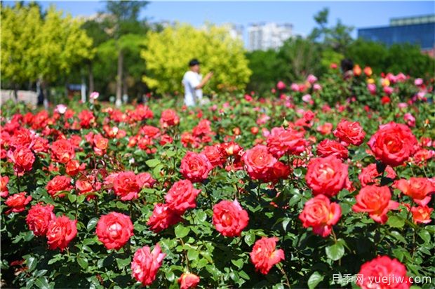 草本花卉修剪秘笈，養花人必看！(圖1)