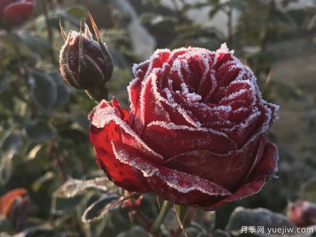 全國大范圍降雪，如何降低降雪對園林苗木的傷害？(圖1)